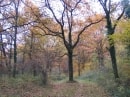 Forêt d'Orléans entre Chanteau et le Gd Aigle